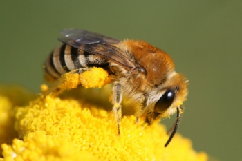 Alle Kraft voraus fr unsere Bienen!